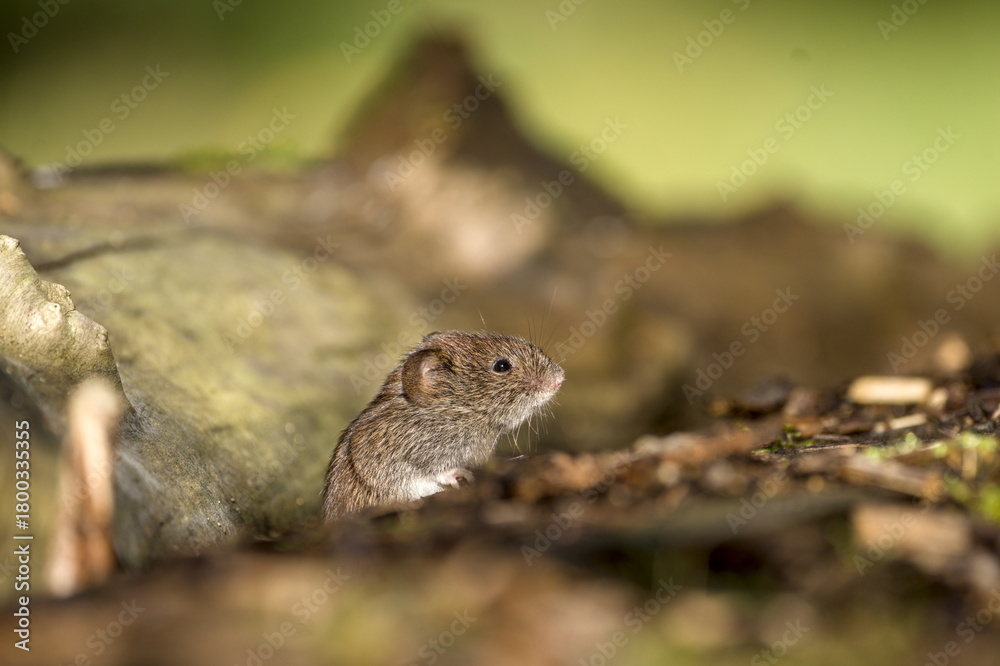 Obraz premium vole checking the surroundings