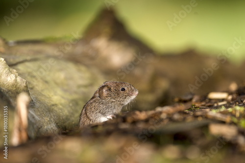 vole checking the surroundings