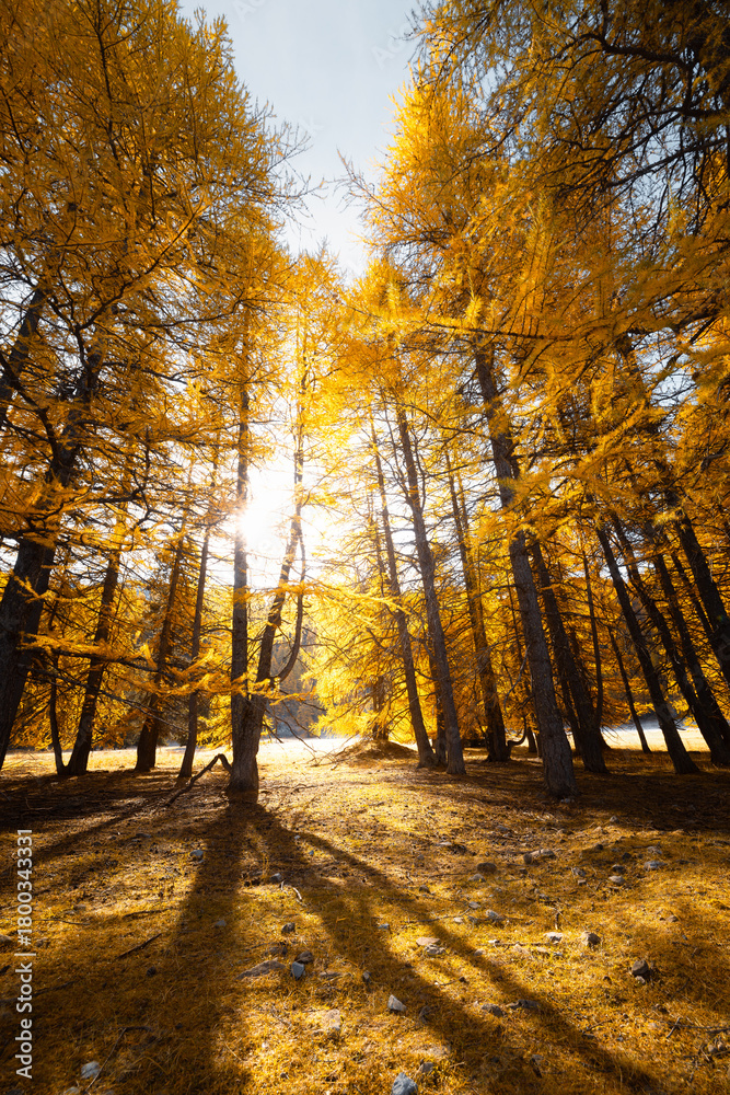 Fototapeta premium autumn forest in the morning