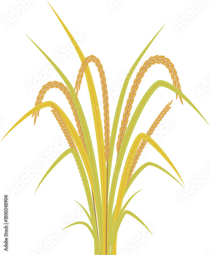 Rice Plant Illustration