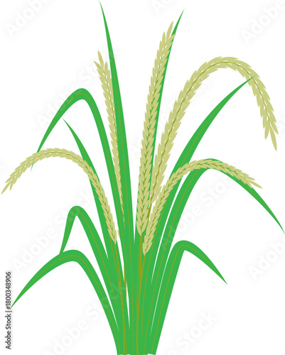 Rice Plant Illustration