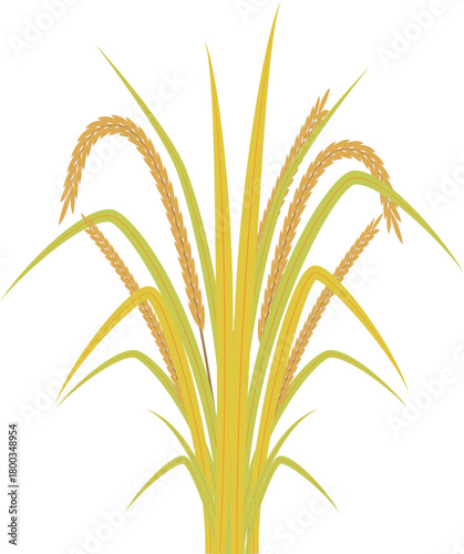 Rice Plant Illustration