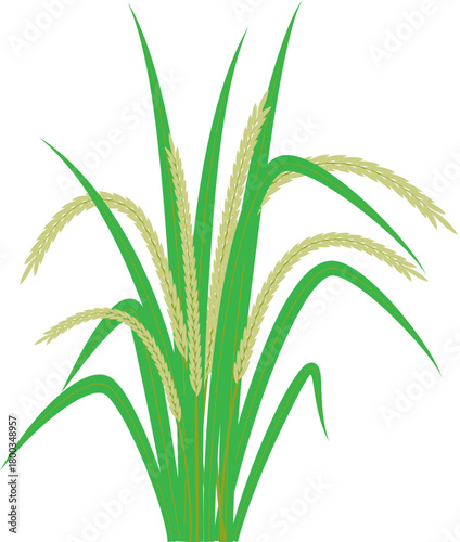Rice Plant Illustration