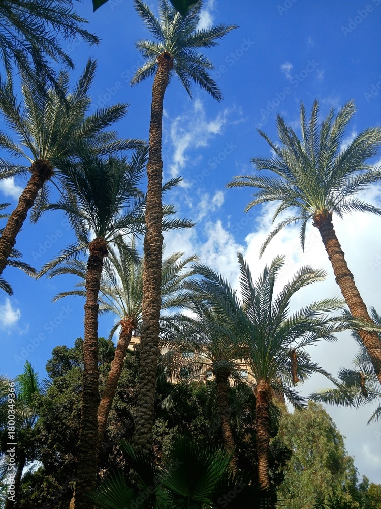 Obraz premium palm trees against blue sky