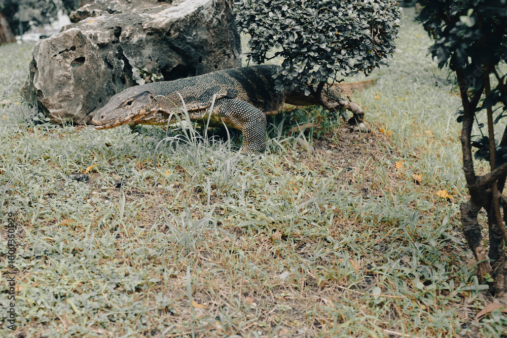 Fototapeta premium Giant monitor lizard in a famous urban park in Lumpini Park, Bangkok, Thailand