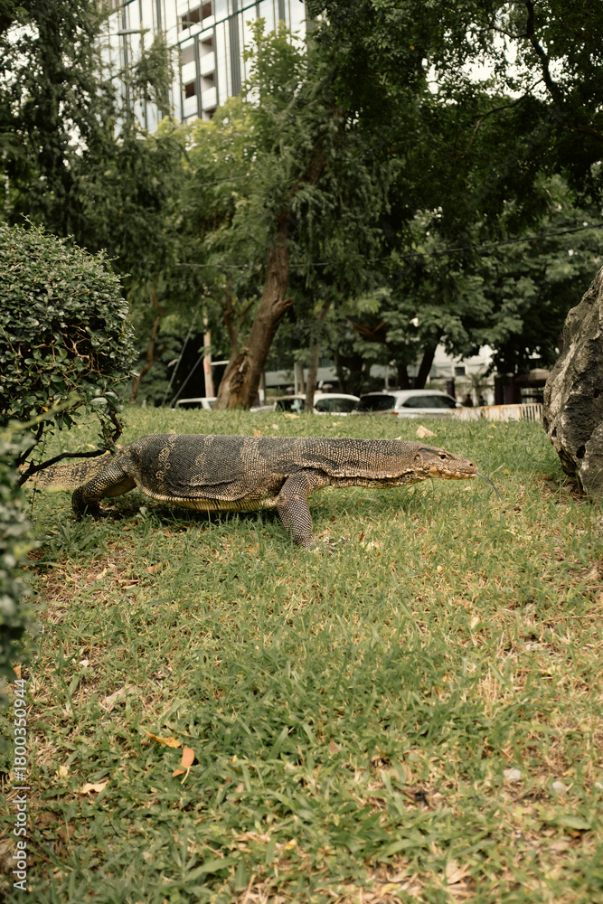 Obraz premium Giant monitor lizard in a famous urban park in Lumpini Park, Bangkok, Thailand