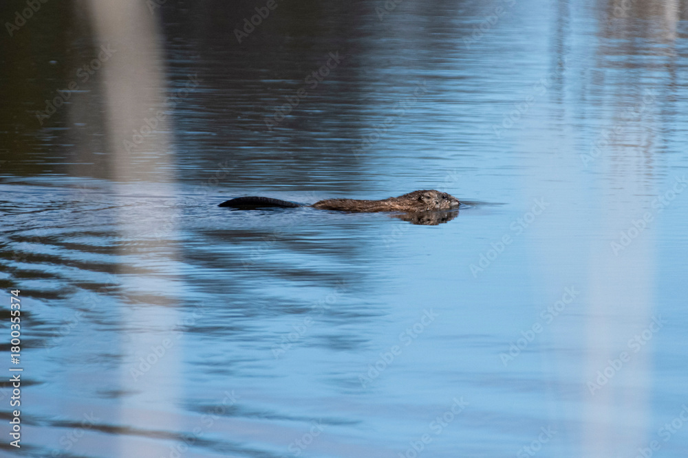 Fototapeta premium Beaver swim