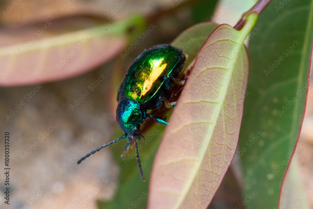 Naklejka premium Dogbane beetle (Chrysochus auratus) close up
