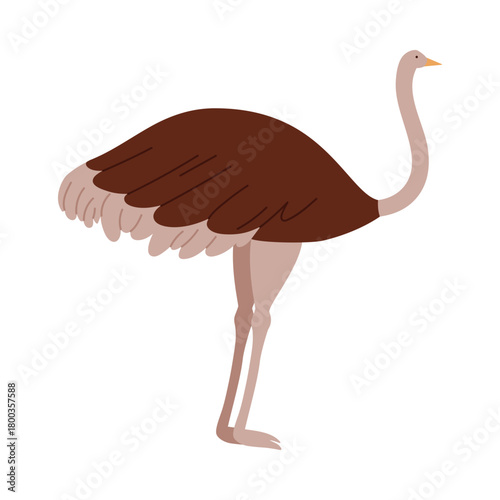 Minimal flat design of an isolated Australian emu bird on white background vector illustration