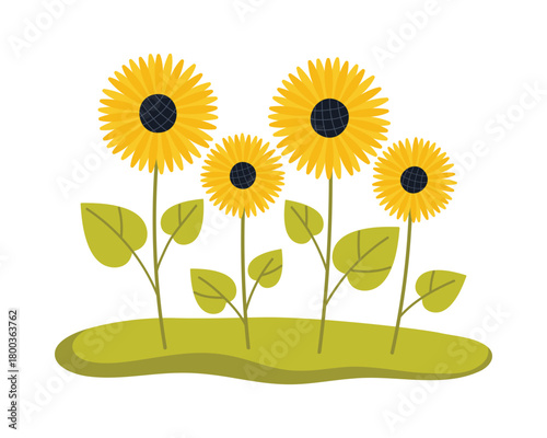 Bright yellow sunflowers with green leaves isolated on white background for oil production vector illustration