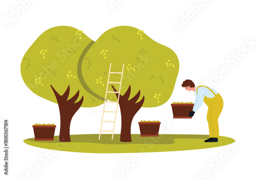 Worker harvesting olives from trees with baskets and ladder on isolated white background vector illustration
