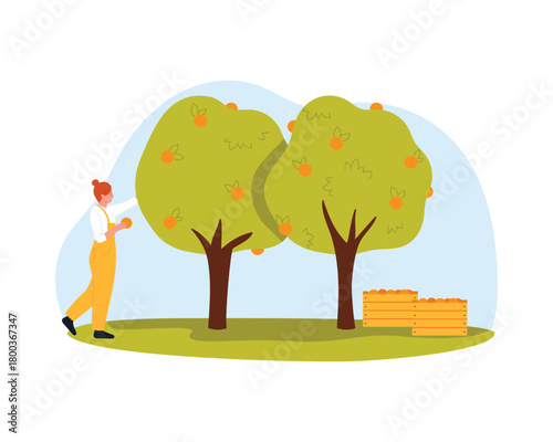 Female farmer picking oranges from trees with crates for juice on isolated white background vector illustration
