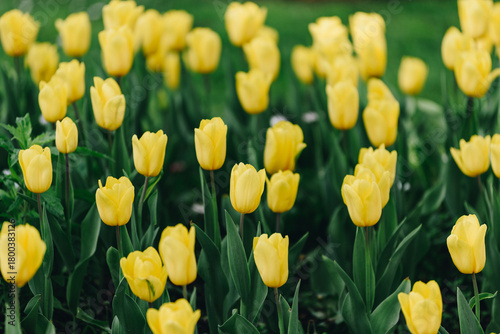 Yellow Tulips Blooming in a Spring Garden