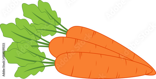 Carrot Illustration
