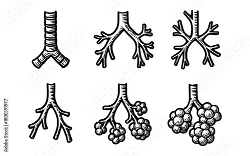 Hand drawn bronchial tree anatomy: lungs and alveoli sketch collection