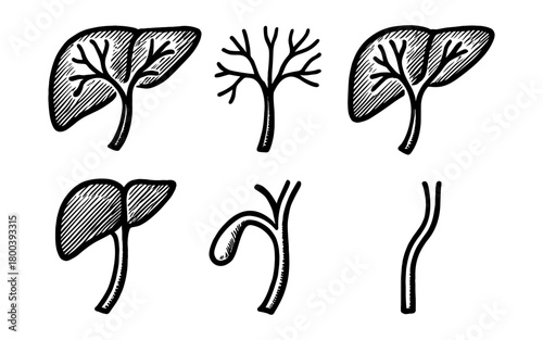 Hand-drawn liver anatomy: detailed black and white medical diagram