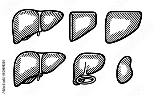 Hand drawn anatomical liver parts sketch in black and white