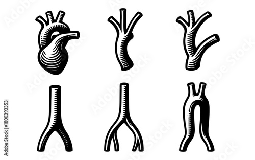 Hand-drawn anatomical heart and arteries in vintage style