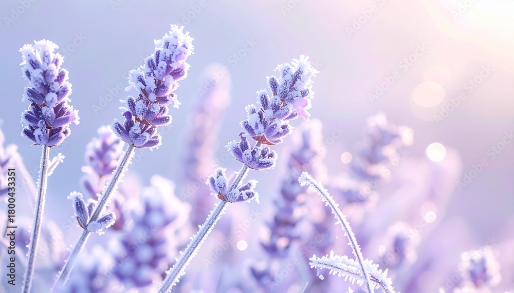 Naklejka premium 雪をまとったラベンダーの茎が、冷たいパステル調の冬光の中で静かに佇む情景。 朝霜が細かな輝きを放ち、淡い色合いがやわらかな空気感と季節感を強調する。