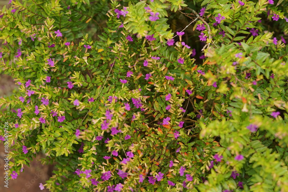 Naklejka premium Lush green foliage adorned with a multitude of tiny vibrant purple blossoms, creating a beautiful natural display in a serene garden setting