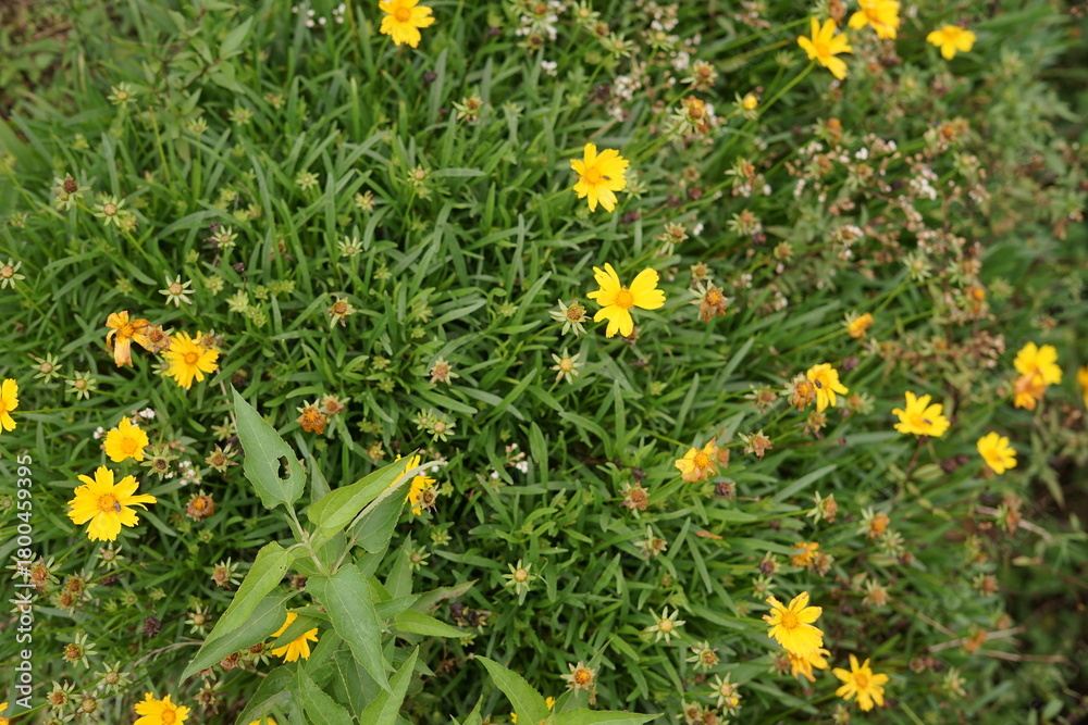 Fototapeta premium Lush green foliage adorned with vibrant yellow wildflowers, creating a picturesque scene of natural beauty and delicate summer bloom in an outdoor garden