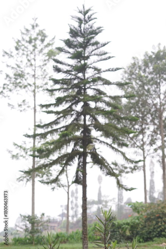 Slika na platnu Majestic coniferous tree standing tall against a bright, overcast sky, showcasin