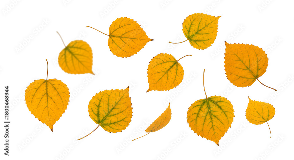 Obraz premium Vibrant Autumn Leaves on White Background A Collection of Golden Foliage in Fall Season