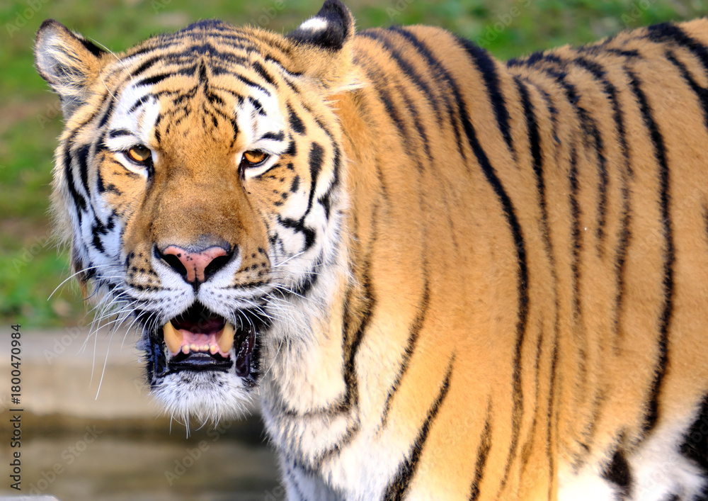 Fototapeta premium トラ,虎,動物,動物園,野生動物,野生,自然,ネコ科,肉食動物,王者,猛獣,迫力,威厳,クローズアップ,顔,ポートレート,毛皮,模様,縞模様,オレンジ,黒,目,鋭い,生き物,生物,アジア,インド,シベリア,ベンガルトラ,アムールトラ,