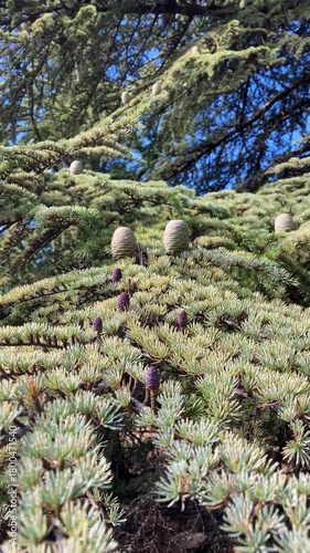 Hiking trail among surrounding pine forest from Puerto Saucillo viewpoint to Torrecilla peak, Sierra de las Nieves national park, Andalusia, Spain
