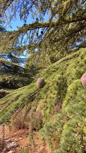 Hiking trail among surrounding pine forest from Puerto Saucillo viewpoint to Torrecilla peak, Sierra de las Nieves national park, Andalusia, Spain