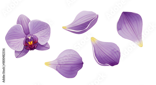 A detailed botanical illustration set featuring a vibrant purple phalaenopsis orchid flower and its individual petals isolated on a white background