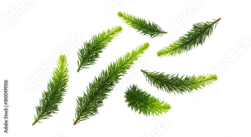 A collection of fresh green fir tree branches with detailed needles, isolated on a clean white background for holiday or nature-themed designs