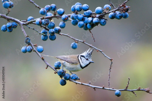 Crested Tit (Lophophanes cristatus) perched on a Blackthorn (Prunus spinosa) branch with ripe sloes — common bird species in the Czech Republic.