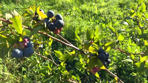 Blueberries ripening on bush in a sunny orchard during warm afternoon in late summer. Clusters of ripe blueberries hang from branches in vibrant green leaves in orchard. Sweet blue berry on berry farm