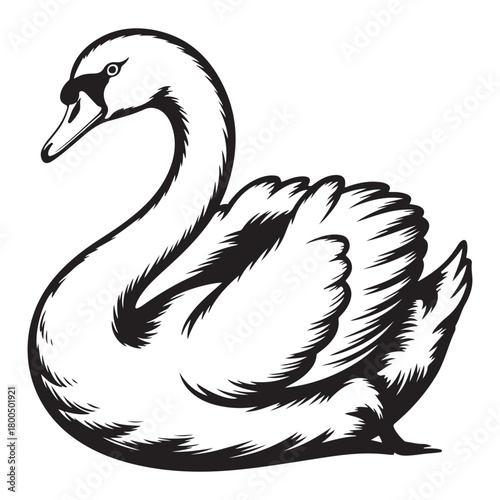 Elegant swan illustration with graceful neck and feathered wings