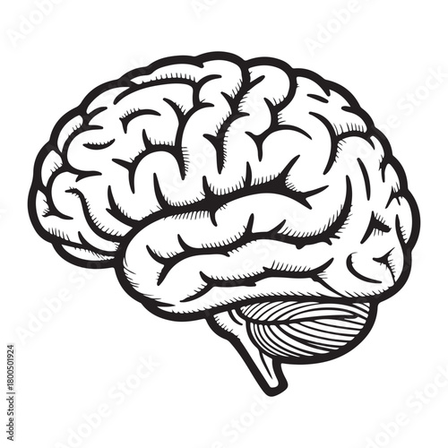 Black and white illustration of a human brain