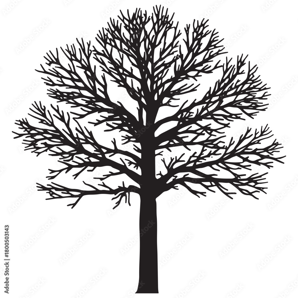 Obraz premium Silhouette of a bare tree in winter