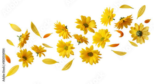 A captivating arrangement of golden yellow flowers and scattered petals in mid-air, illustrating movement and lightness against a pure white backdrop, perfect for themes of nature and freshness
