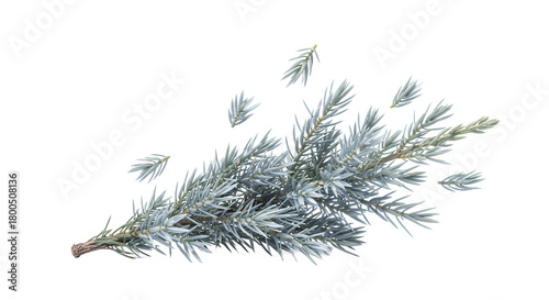 Silver Blue Spruce Branch Delicate Foliage for Nature-Inspired Designs