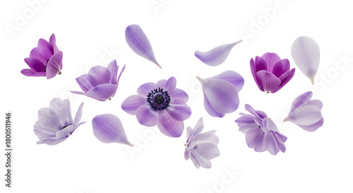A beautiful composition of flying purple anemone flowers and delicate petals isolated on a clean white background