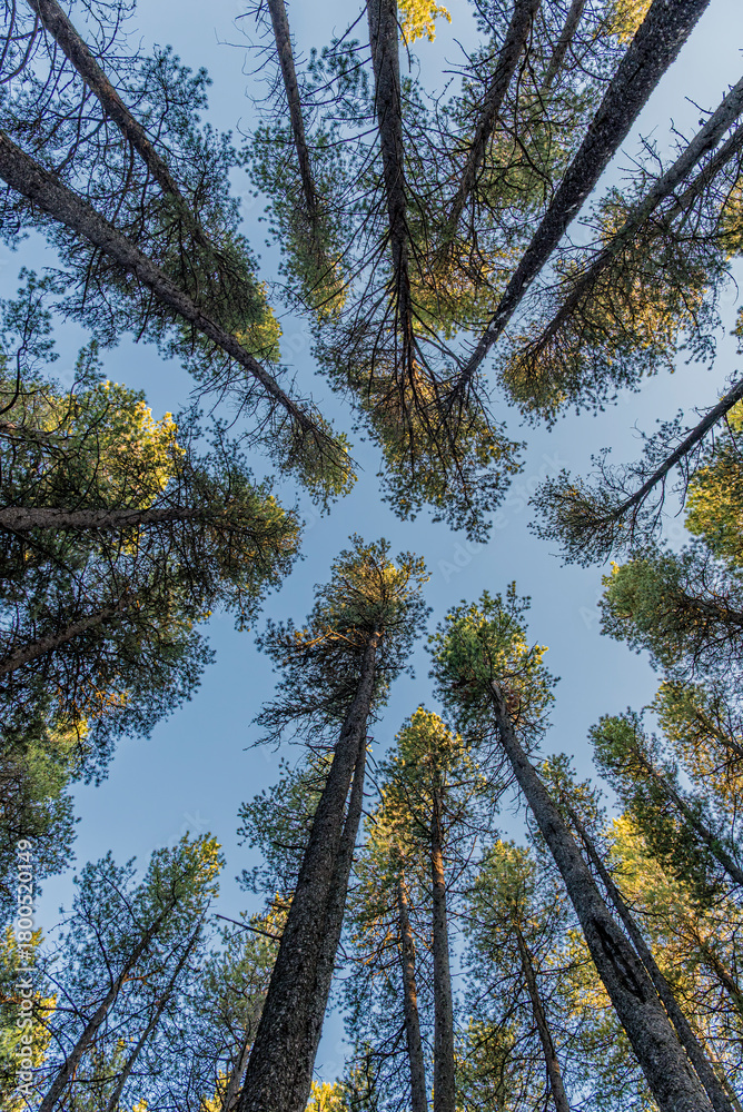 Obraz premium Vertical view of a lodgepole pine forest in Cypress Hills Interprovincial Park in Saskatchewan, Canada