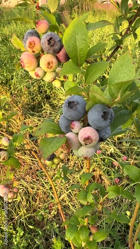 Blueberries ripening on bush in a sunny orchard during warm afternoon in late summer. Clusters of ripe blueberries hang from branches in vibrant green leaves in orchard. Sweet blue berry on berry farm