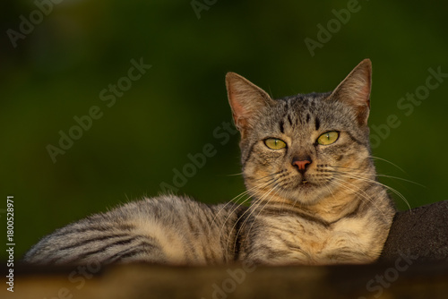 Wallpaper Mural Beautiful cat relaxing on a bench Torontodigital.ca