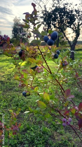 Blueberries ripening on bush in a sunny orchard during warm afternoon in late summer. Clusters of ripe blueberries hang from branches in vibrant green leaves in orchard. Sweet blue berry on berry farm