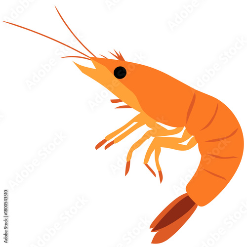 shrimp on white background