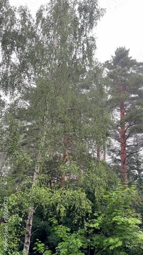 Rain in the forest against the background of green trees and sunbeams in the hot summer season.