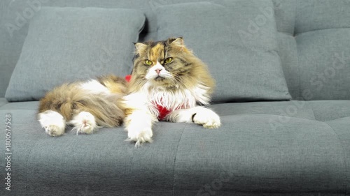 Fluffy domestic feline lounging comfortably on gray sofa, displaying relaxed and regal demeanor with mix of colors in its fur, showcasing striking eyes that convey curiosity and calmness