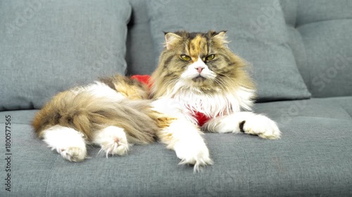 Fluffy cat lounging on gray sofa, showcasing relaxed demeanor with beautiful coat of mixed colors, striking features, and captivating yellow eyes, creating charming and serene atmosphere
