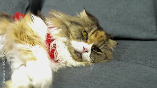 Fluffy gray cat lounging on cozy couch, showcasing relaxed demeanor with mix of colors in its fur and playful red collar, creating inviting atmosphere for pet lovers
