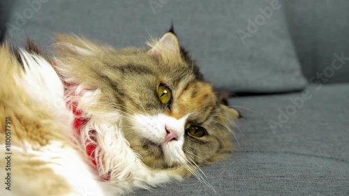 Fluffy domestic feline resting on gray sofa, showcasing relaxed demeanor and vibrant fur colors, with prominent red collar adding charm to its cozy environment